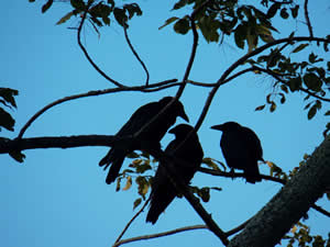 Crow Caw